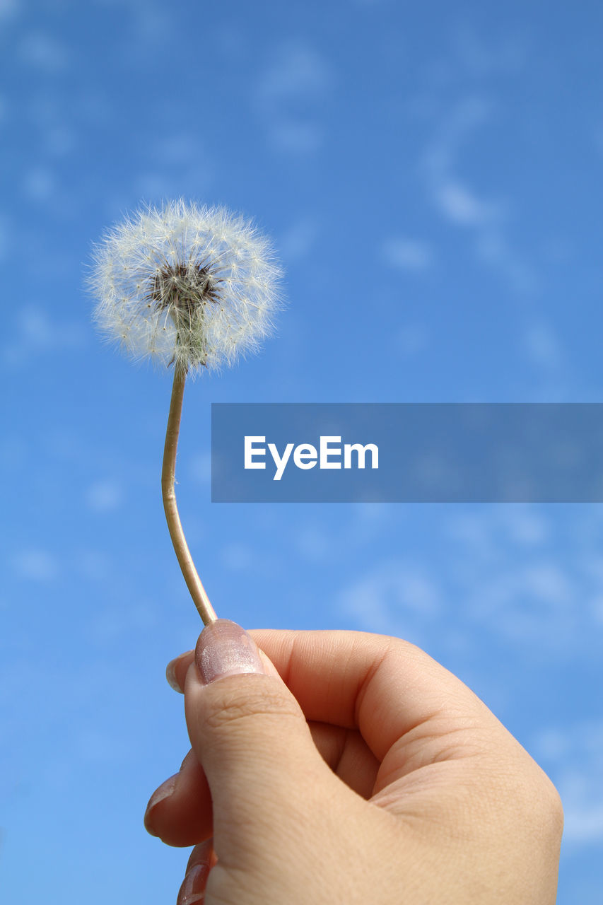 CLOSE-UP OF HAND HOLDING DANDELION