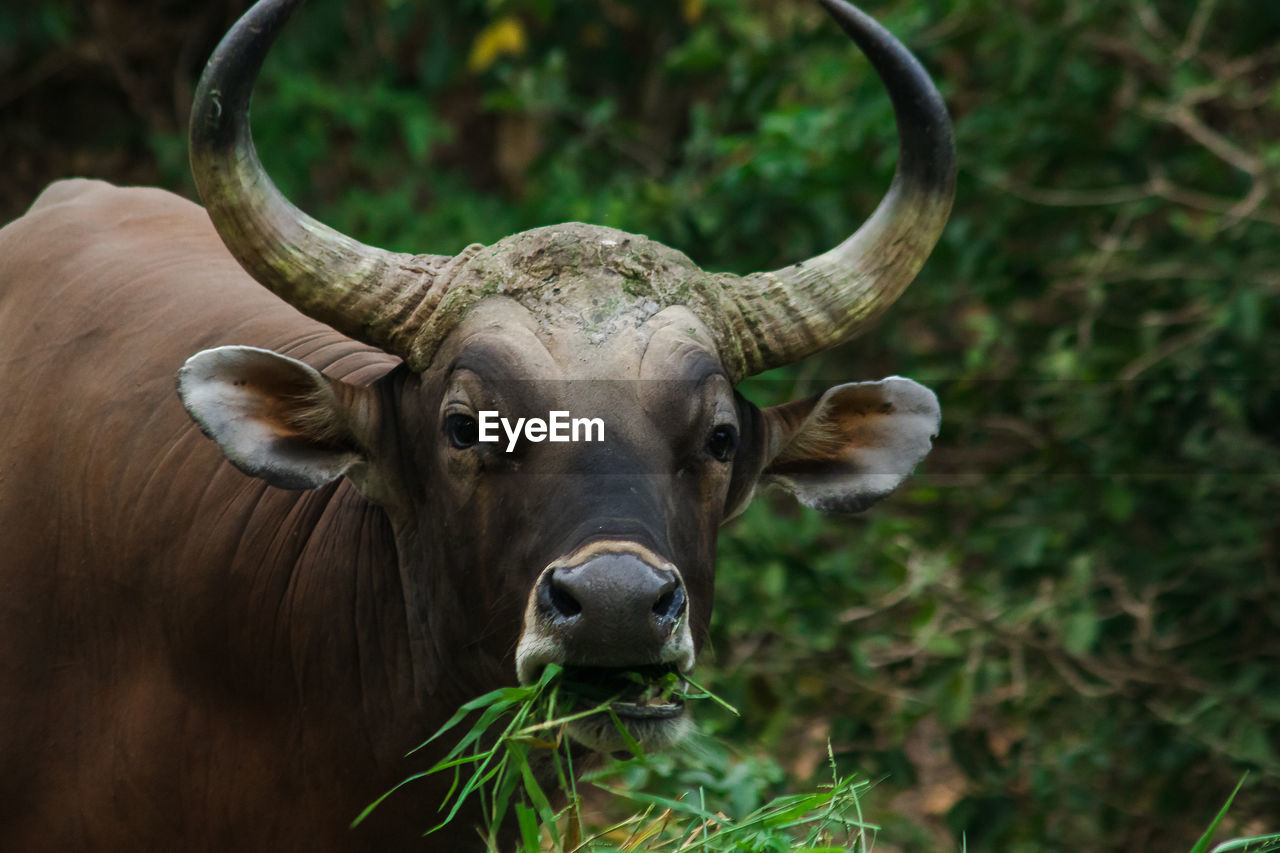 Banteng was eating a young grass, a young bamboo leaf.