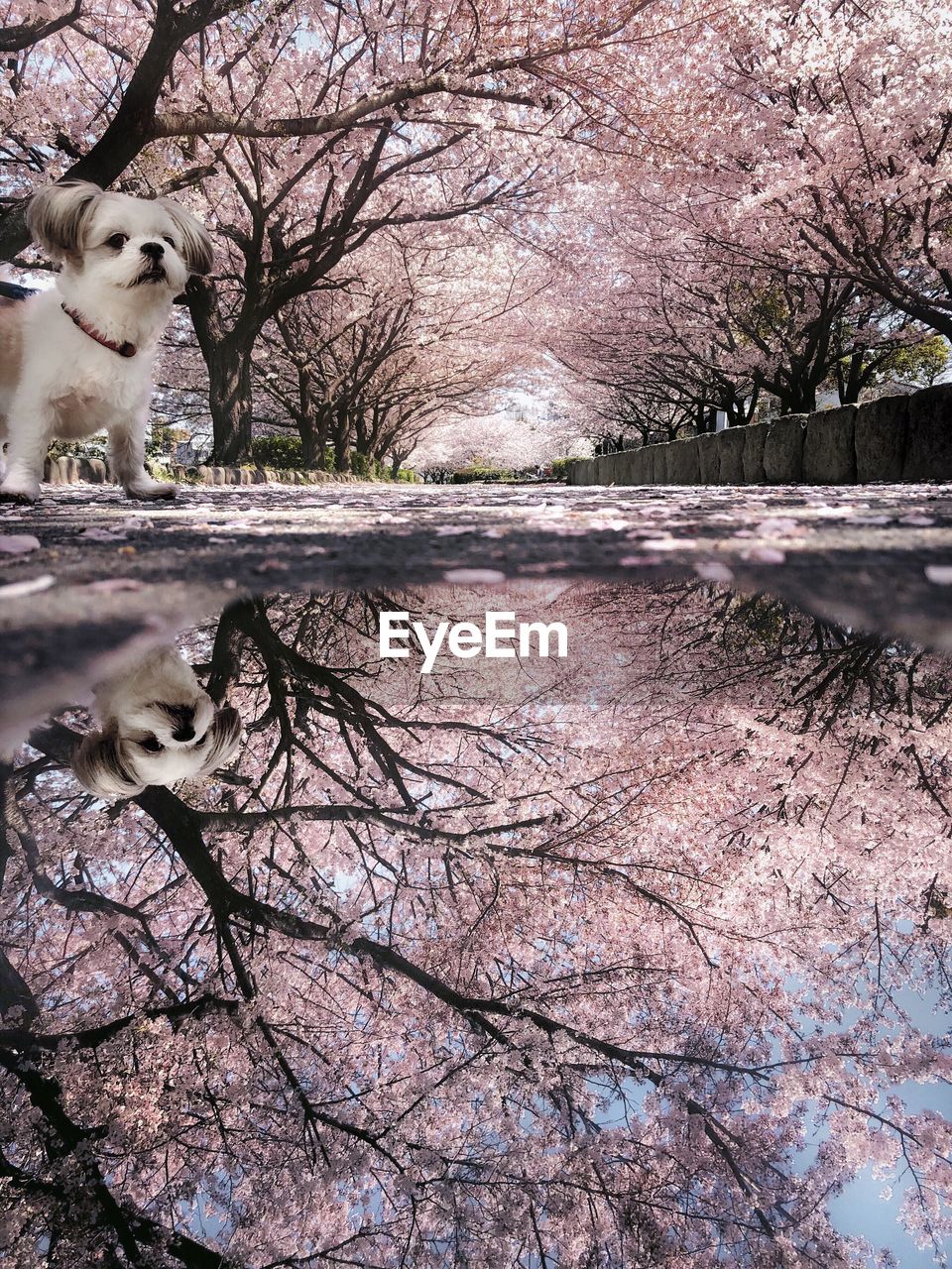 VIEW OF A DOG WITH BARE TREE