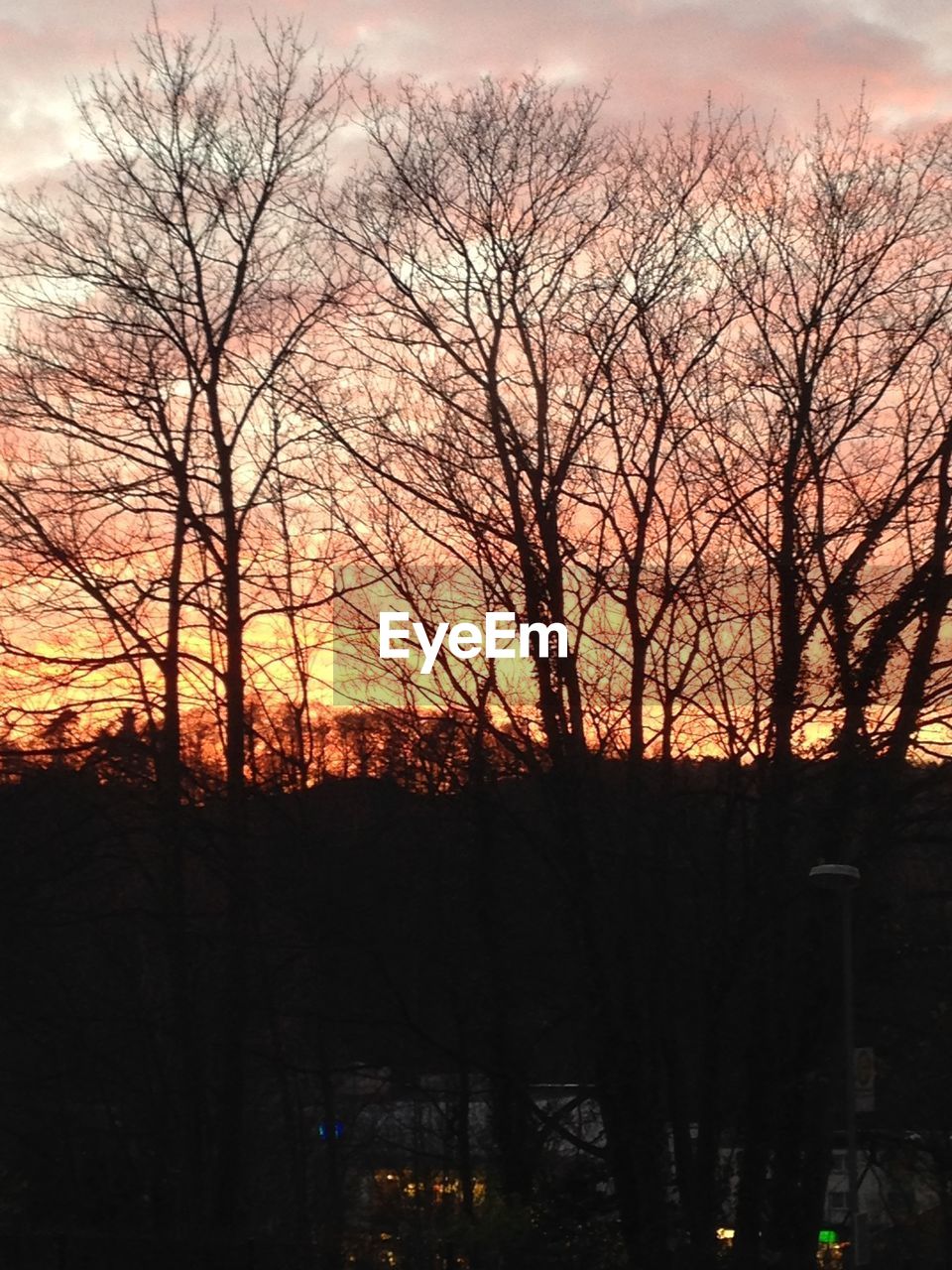 SILHOUETTE OF BARE TREES AT SUNSET