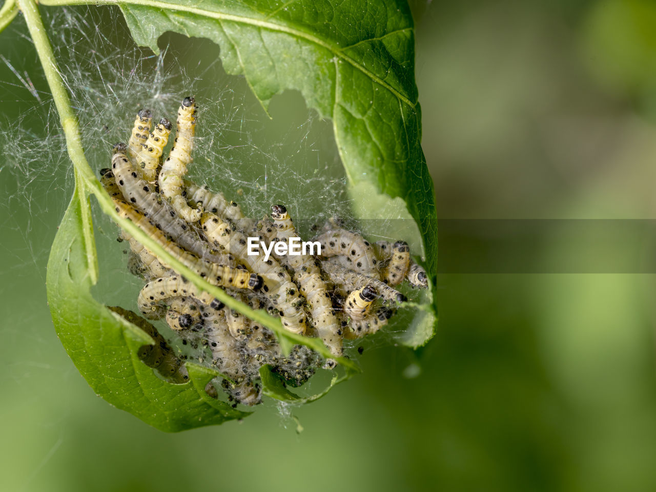 A closeup shot of a cobweb on a plant with green leaves