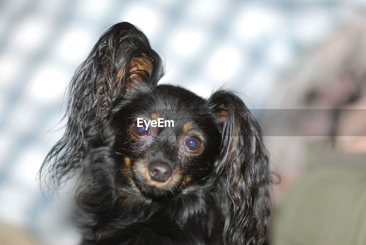 Close-up portrait of dog