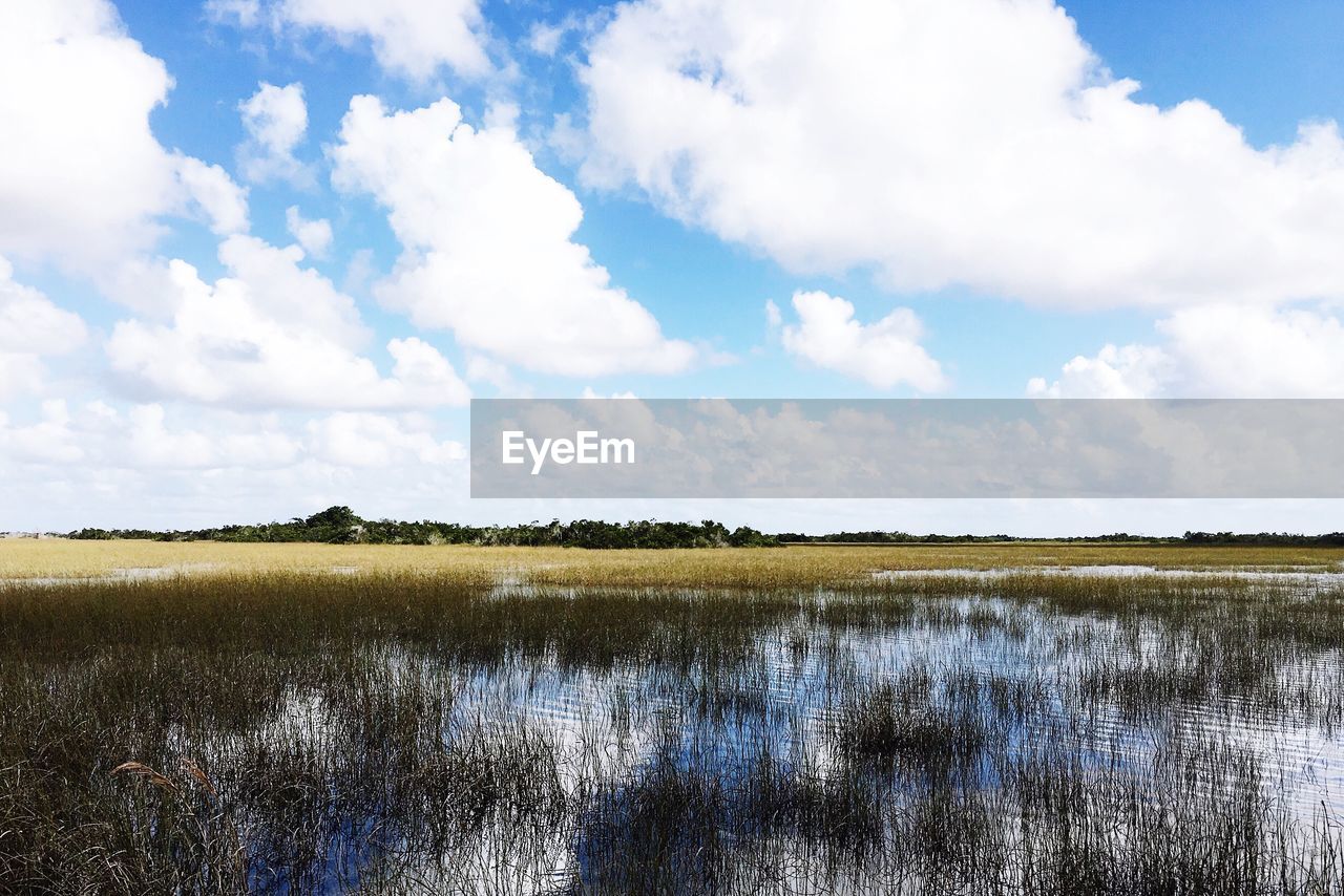 Grass growing in water against cloudy sky