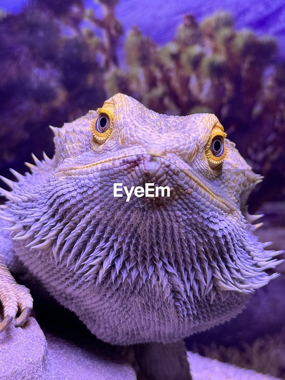 close-up of a lizard