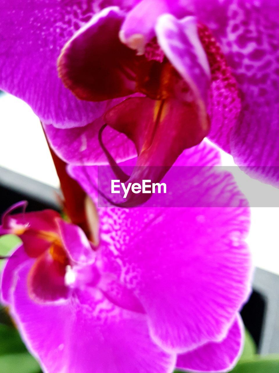 CLOSE-UP OF PURPLE ORCHID