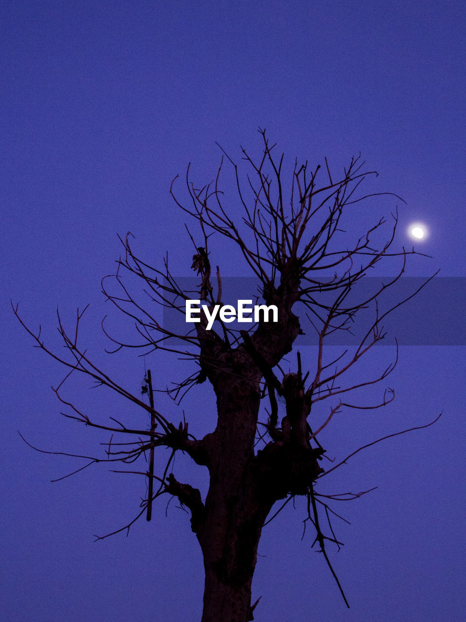 LOW ANGLE VIEW OF SILHOUETTE BARE TREE AGAINST BLUE SKY