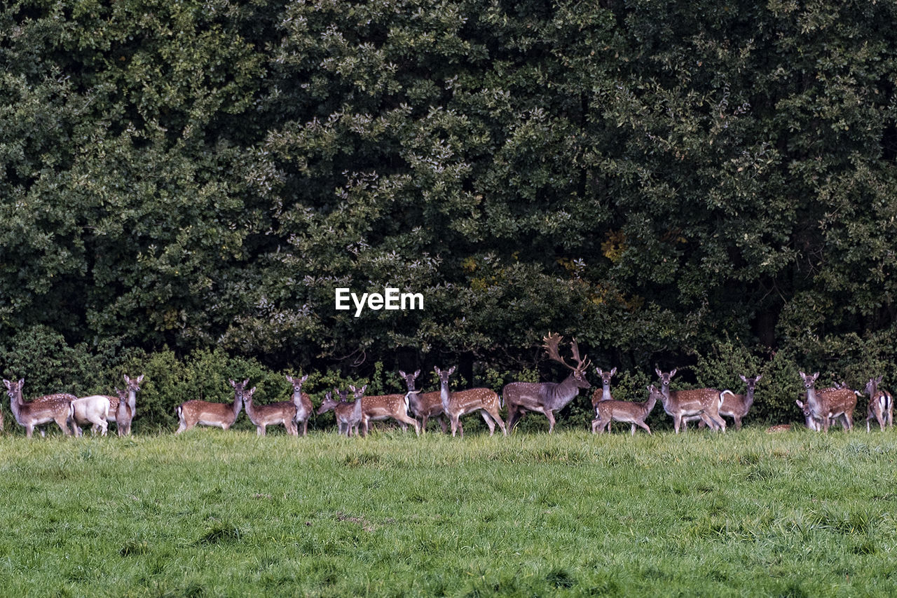 HORSES ON GRASS