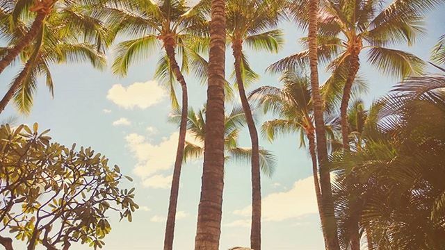 LOW ANGLE VIEW OF PALM TREES AGAINST SKY