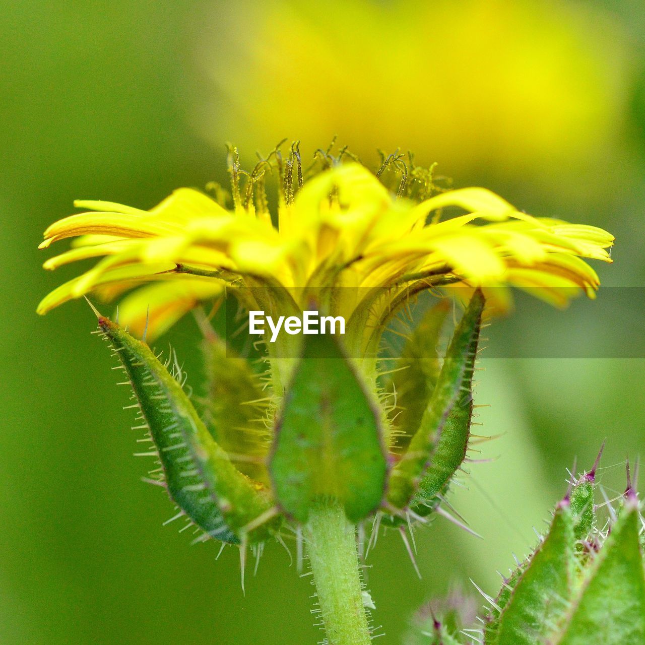 CLOSE-UP OF YELLOW PLANT