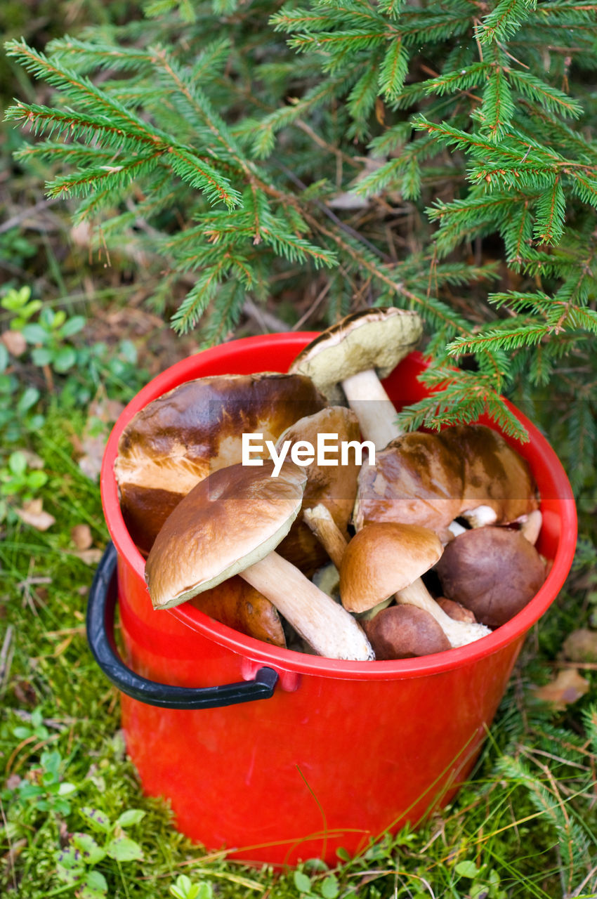 High angle view of mushroom in bucket on field