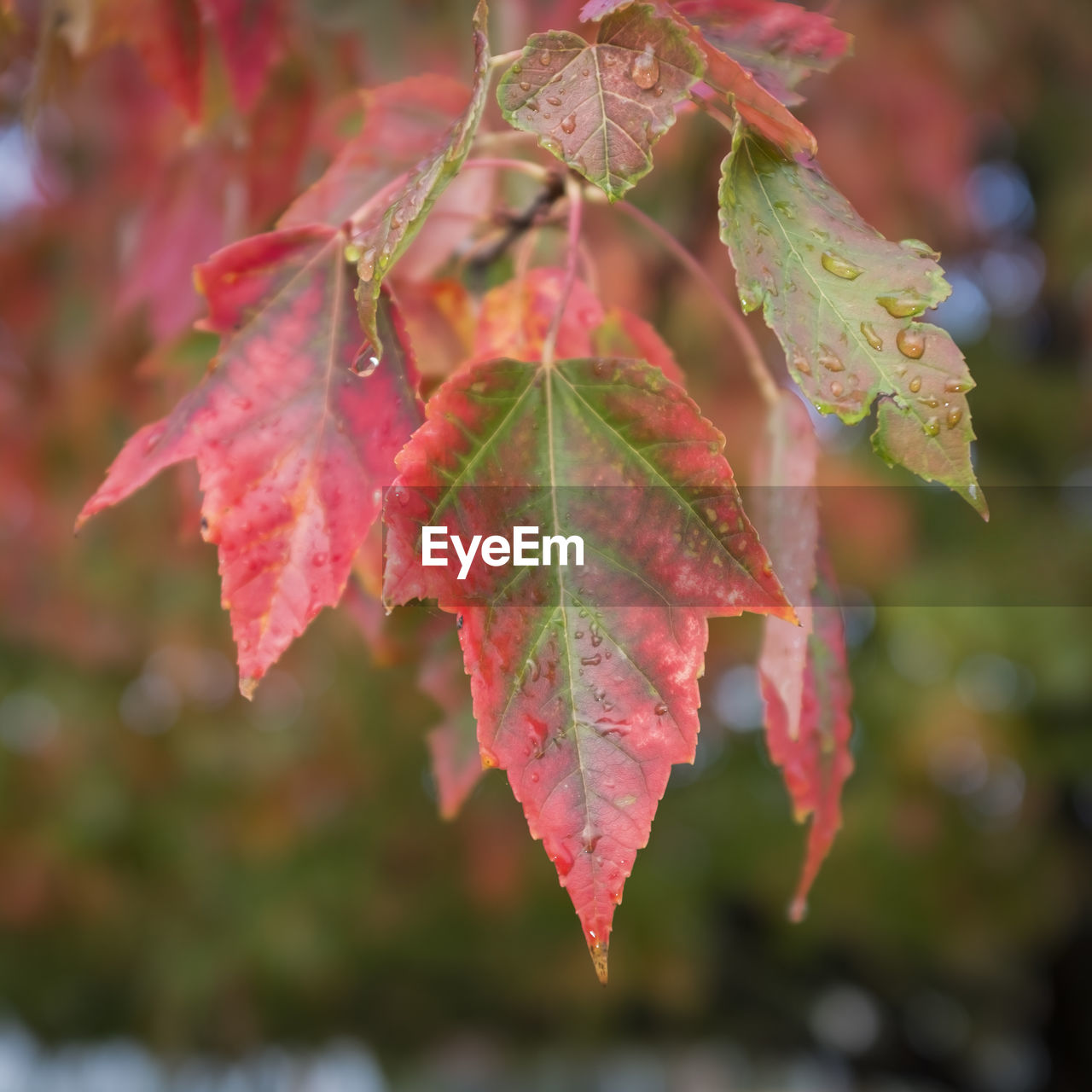 CLOSE-UP OF MAPLE LEAVES ON TREE