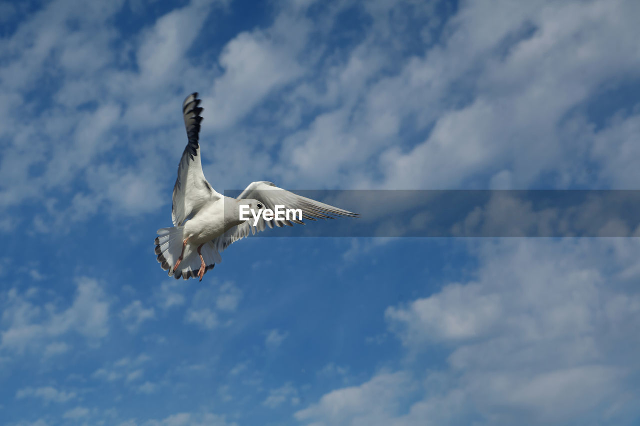 LOW ANGLE VIEW OF SEAGULLS FLYING