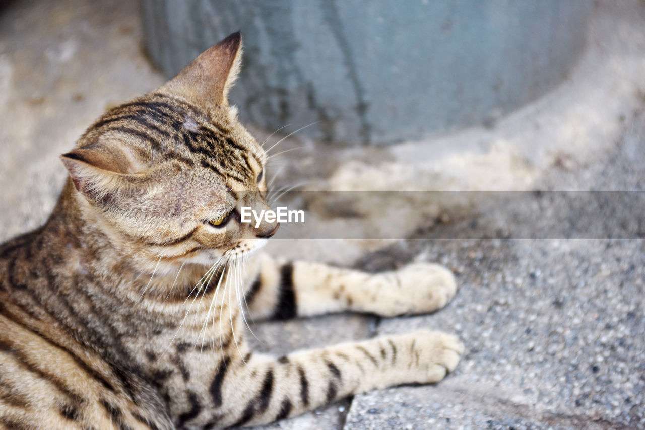 Close-up of a cat