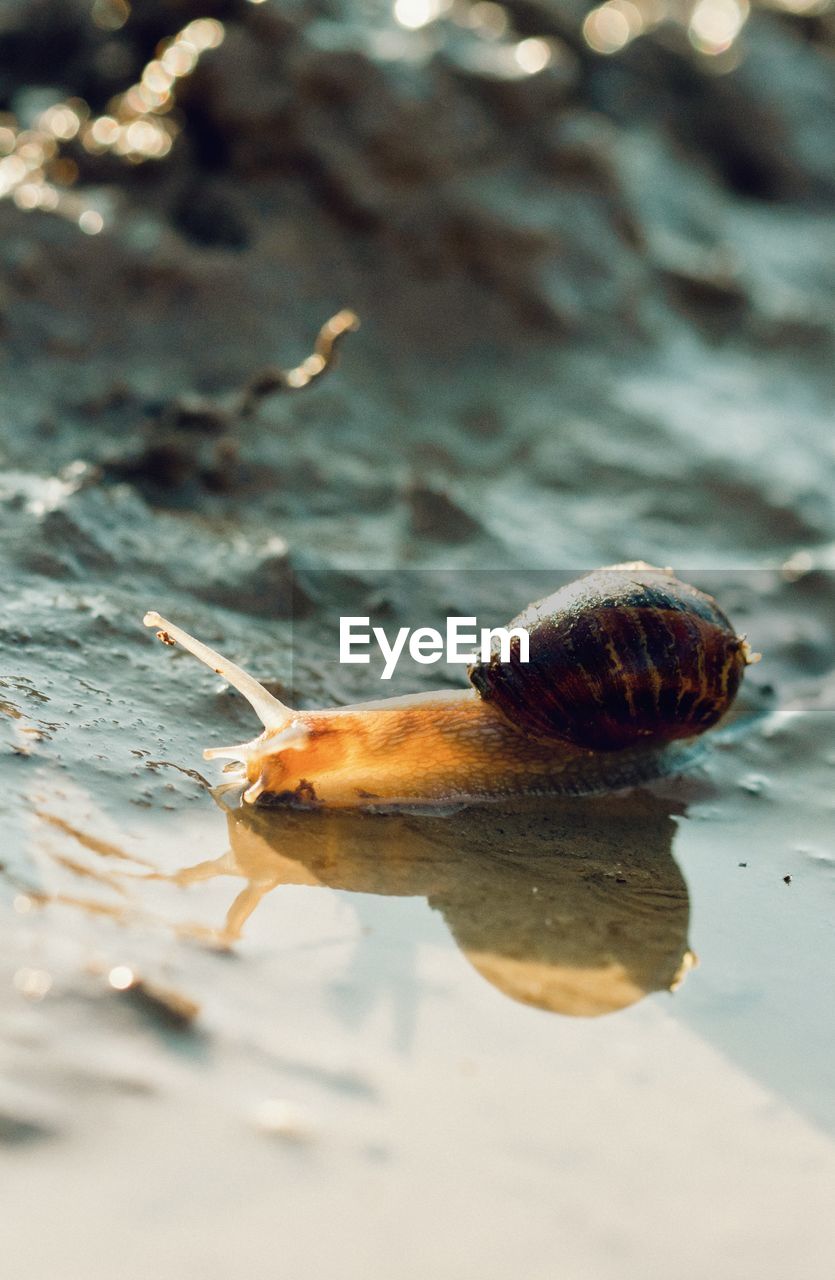 Close-up of snail sliding through mud with a reflection 
