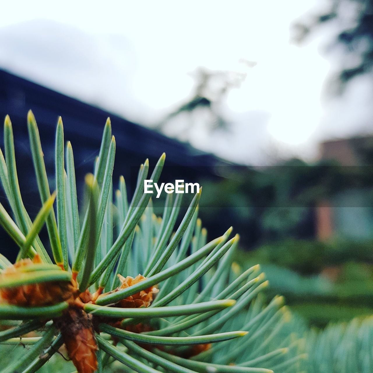 CLOSE-UP OF PLANT GROWING ON TREE