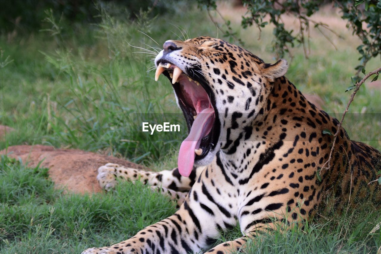 Close-up of jaguar yawning