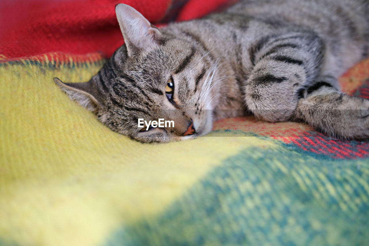 Cute tabby cat laying on the sofa, calm and relaxed happy cat. adult pet. half closed eyes.