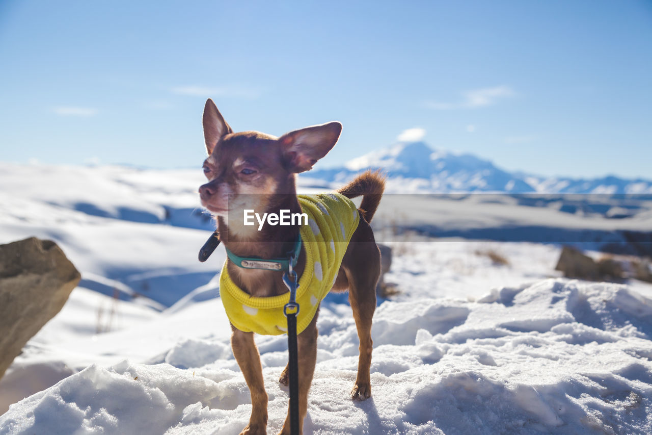 Dog standing on snow