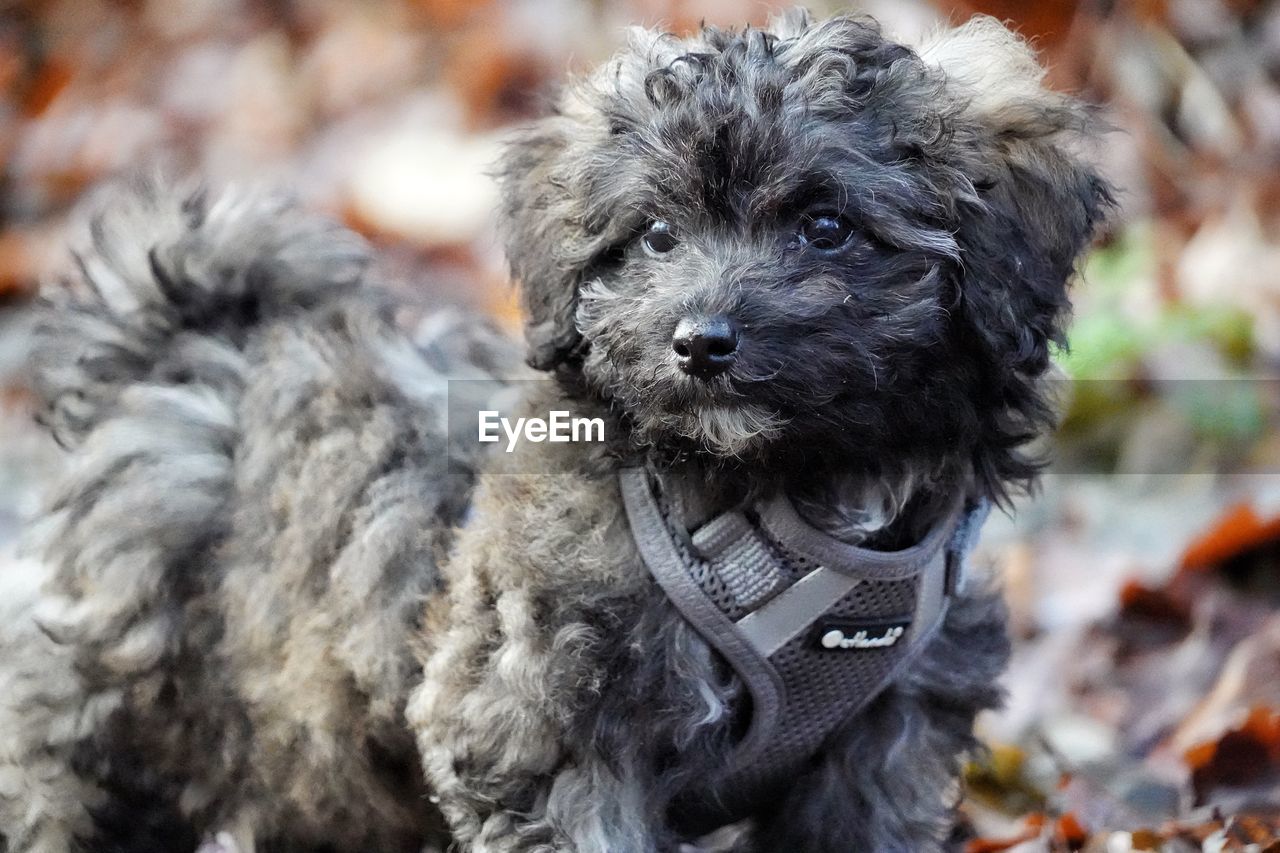 dog, canine, domestic animals, one animal, animal themes, pet, animal, mammal, puppy, portrait, animal hair, looking at camera, cute, young animal, lap dog, havanese, no people, black, carnivore, day