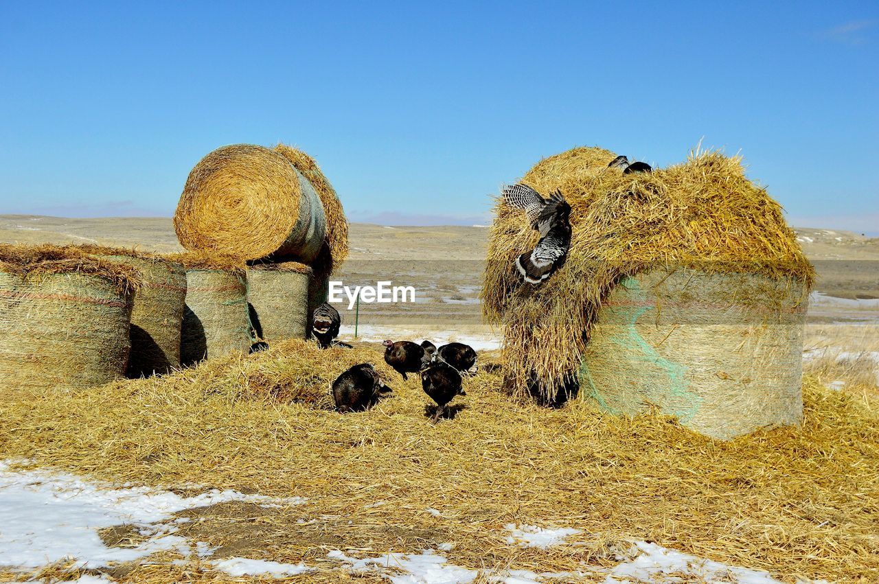 Turkeys feeding around hay bales