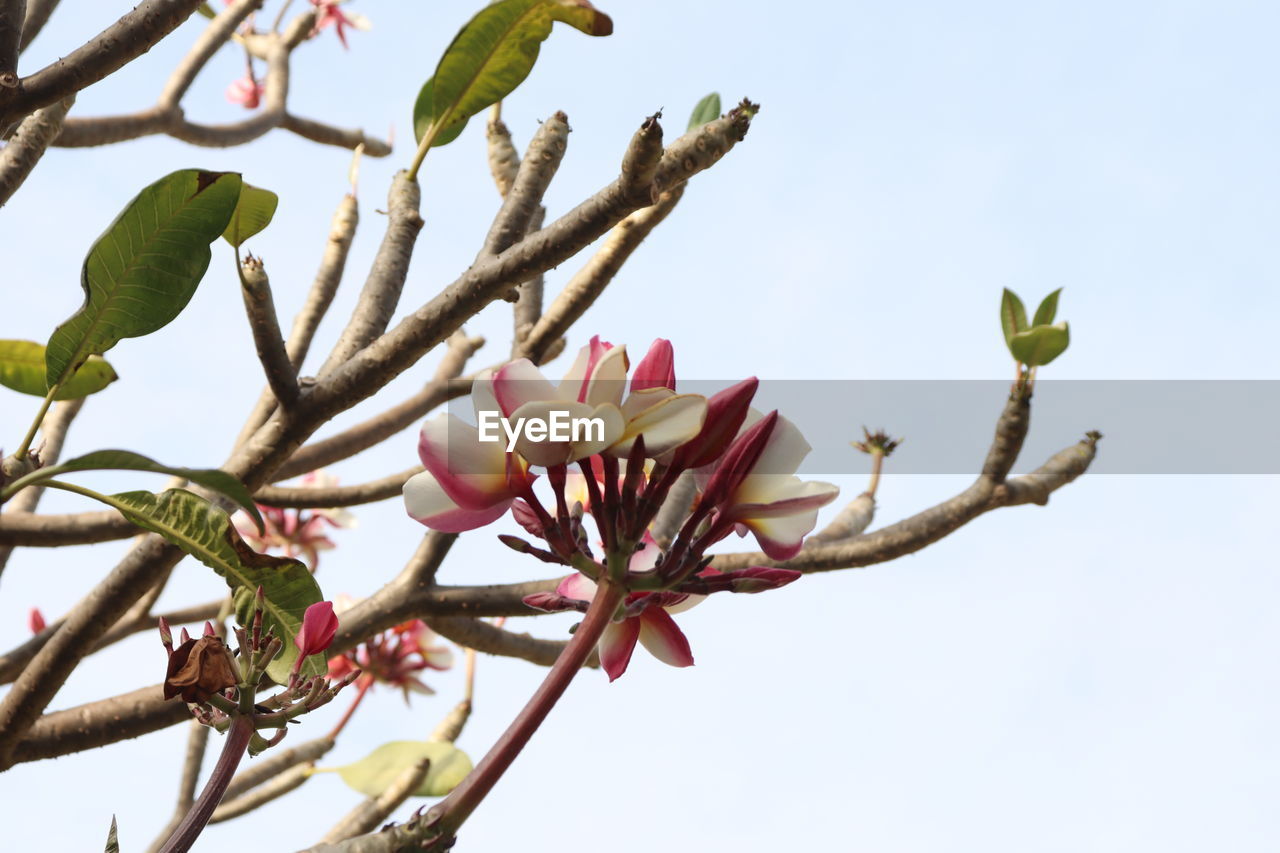 LOW ANGLE VIEW OF FLOWERING PLANT AGAINST SKY