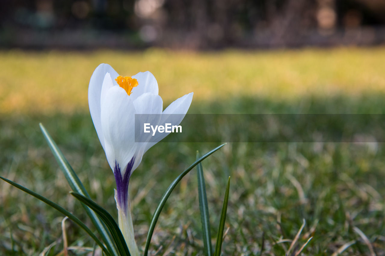 Close-up of white crocus flower on field