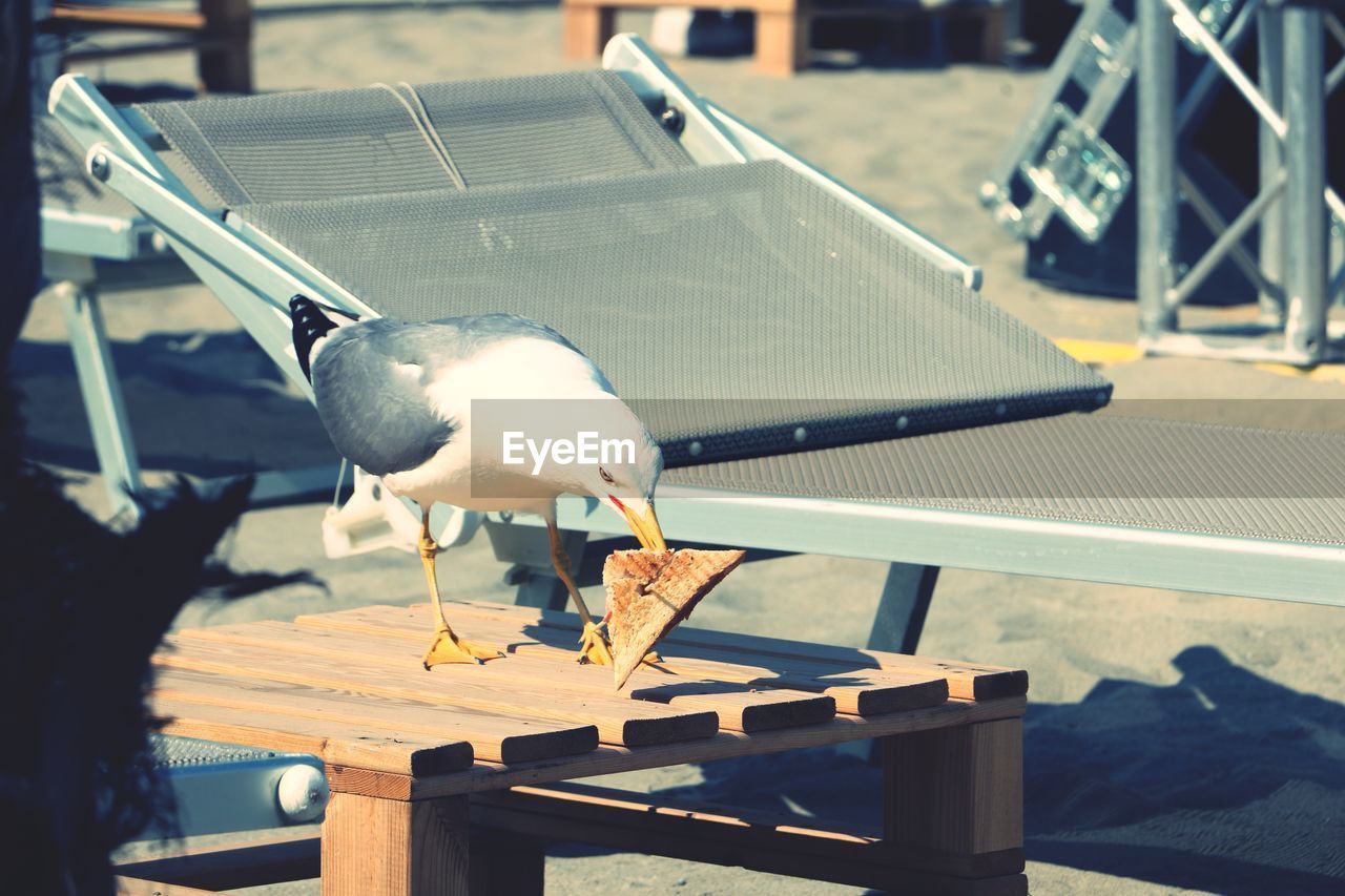 Bird perching on a table