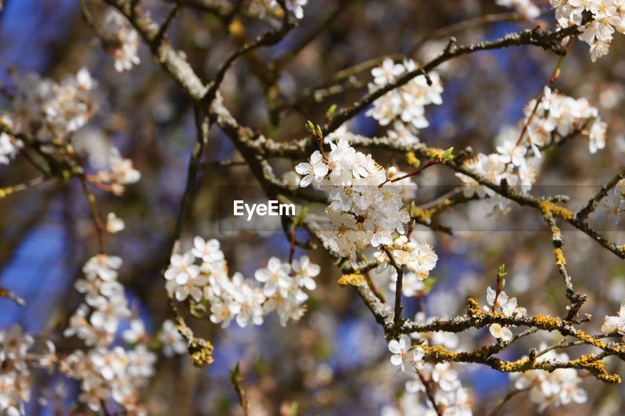 plant, tree, flower, flowering plant, blossom, springtime, beauty in nature, fragility, branch, freshness, growth, spring, nature, white, close-up, no people, cherry blossom, produce, day, focus on foreground, outdoors, food, twig, botany, food and drink, flower head, fruit tree, fruit, inflorescence, selective focus, petal, sunlight, almond tree, agriculture, backgrounds