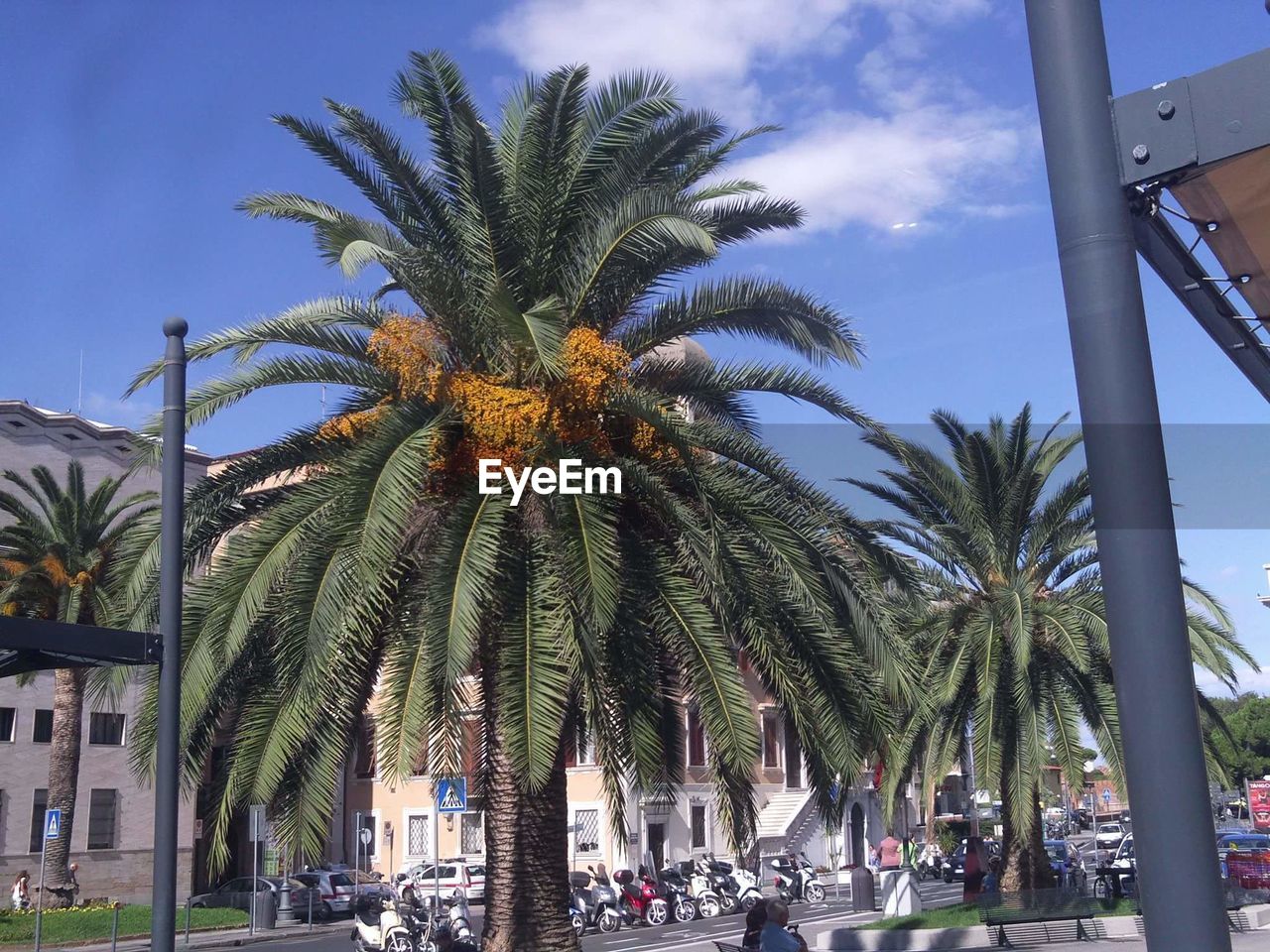 PALM TREES IN PARK