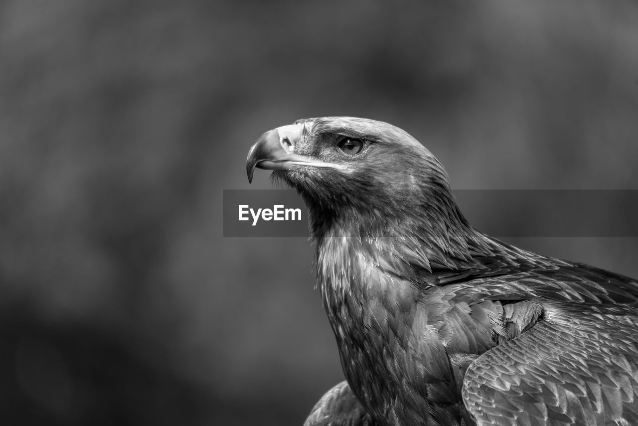 Mono close-up of golden eagle looking up