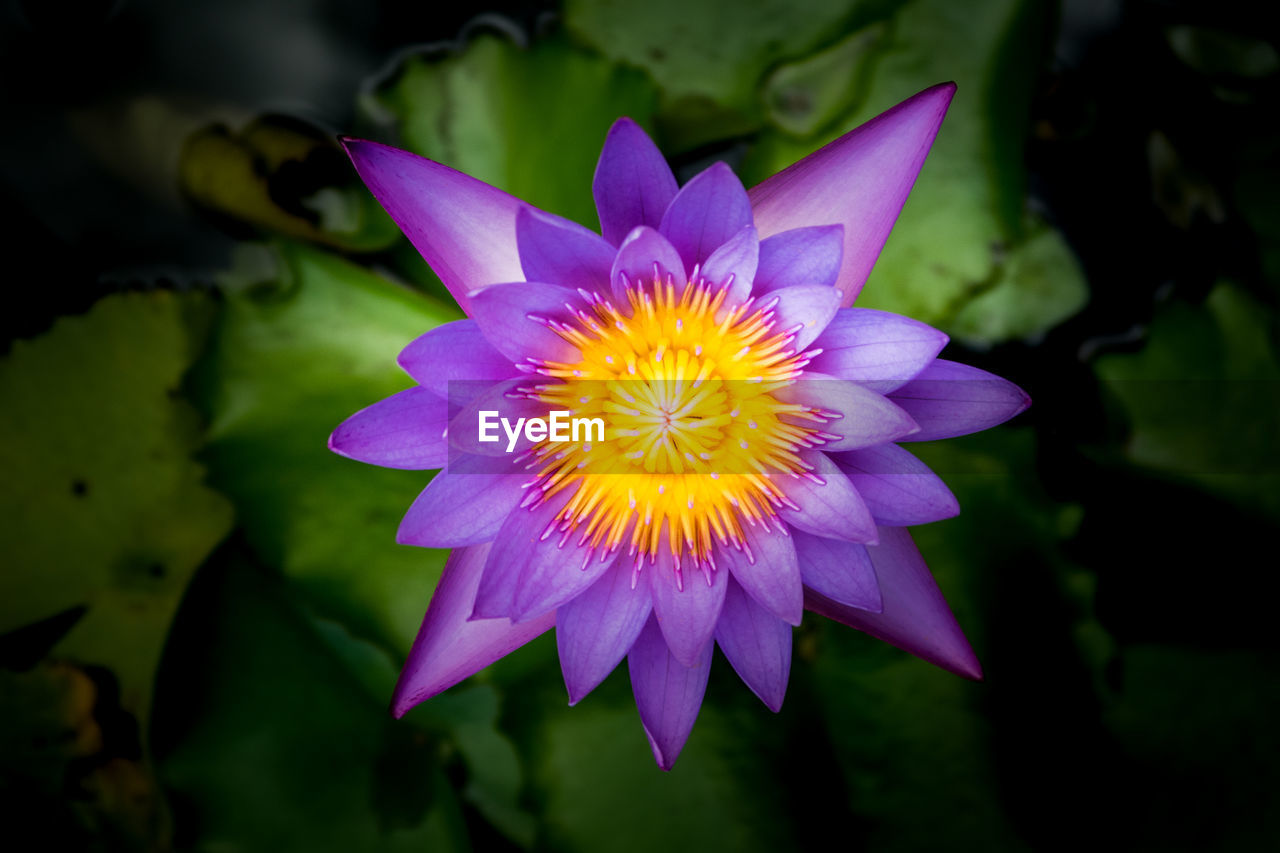 CLOSE-UP OF PURPLE WATER LILY IN LOTUS