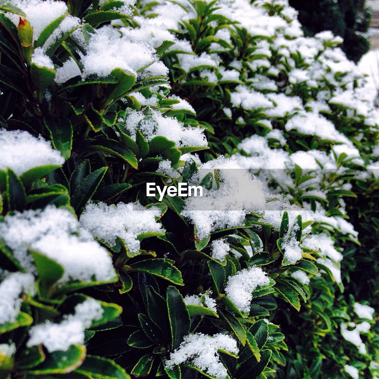 SNOW COVERED TREES