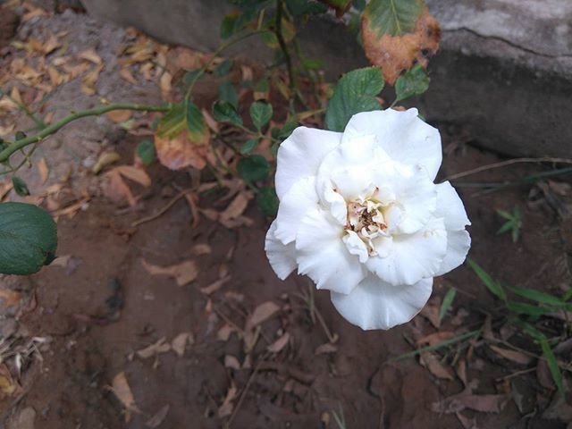 CLOSE-UP OF WHITE FLOWERS BLOOMING OUTDOORS