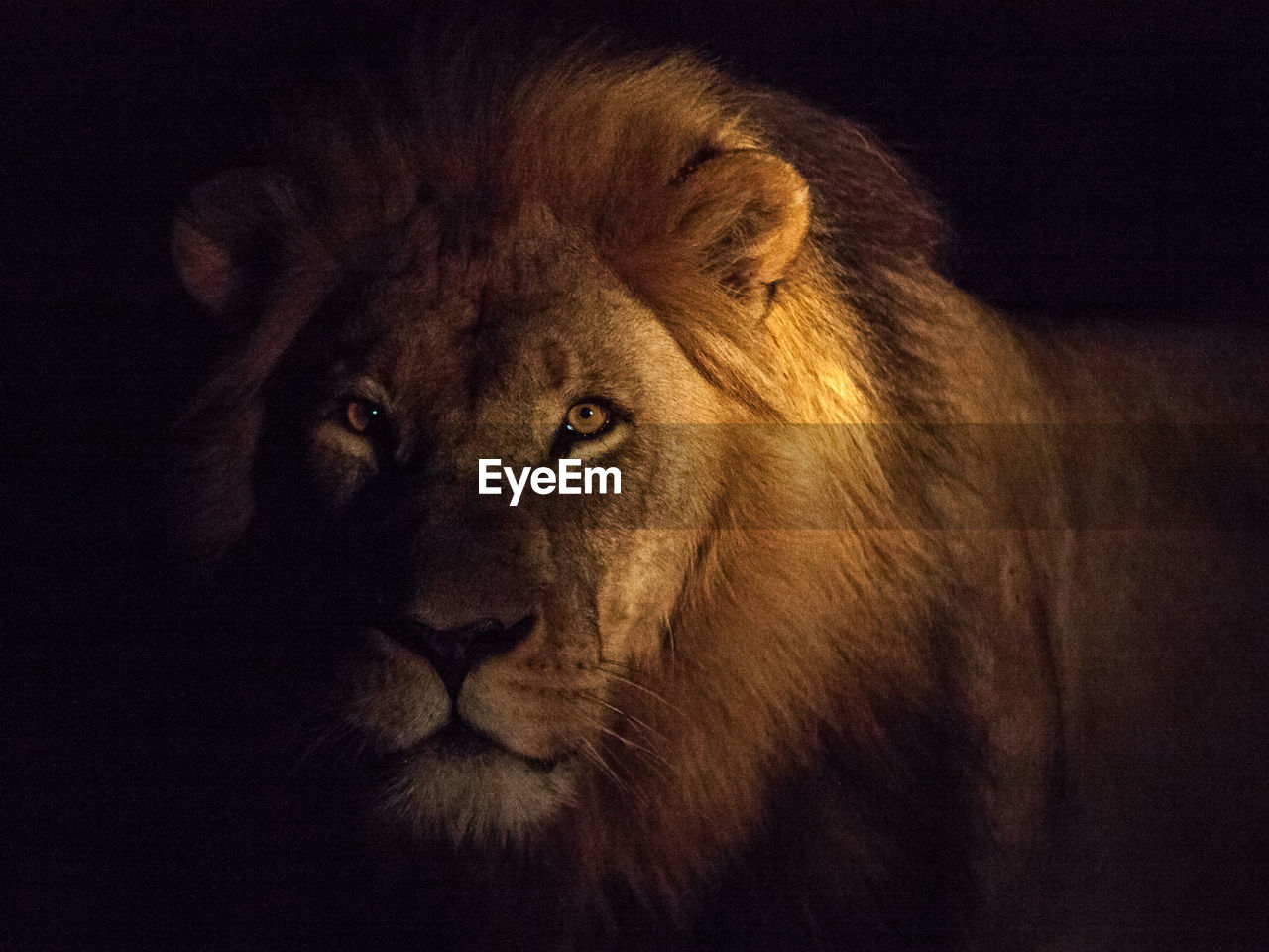 Portrait of male lion against black background