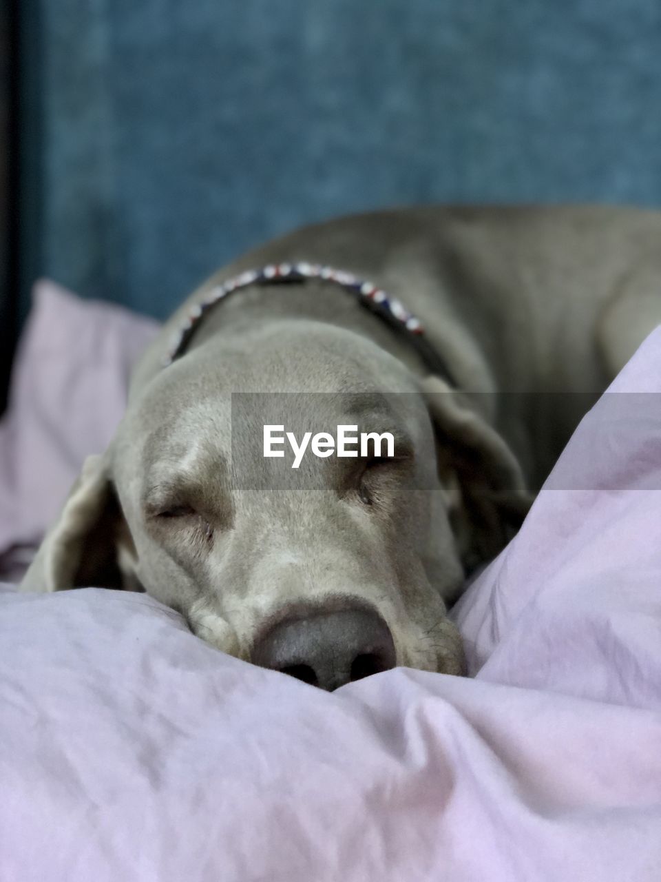 CLOSE-UP OF DOG SLEEPING