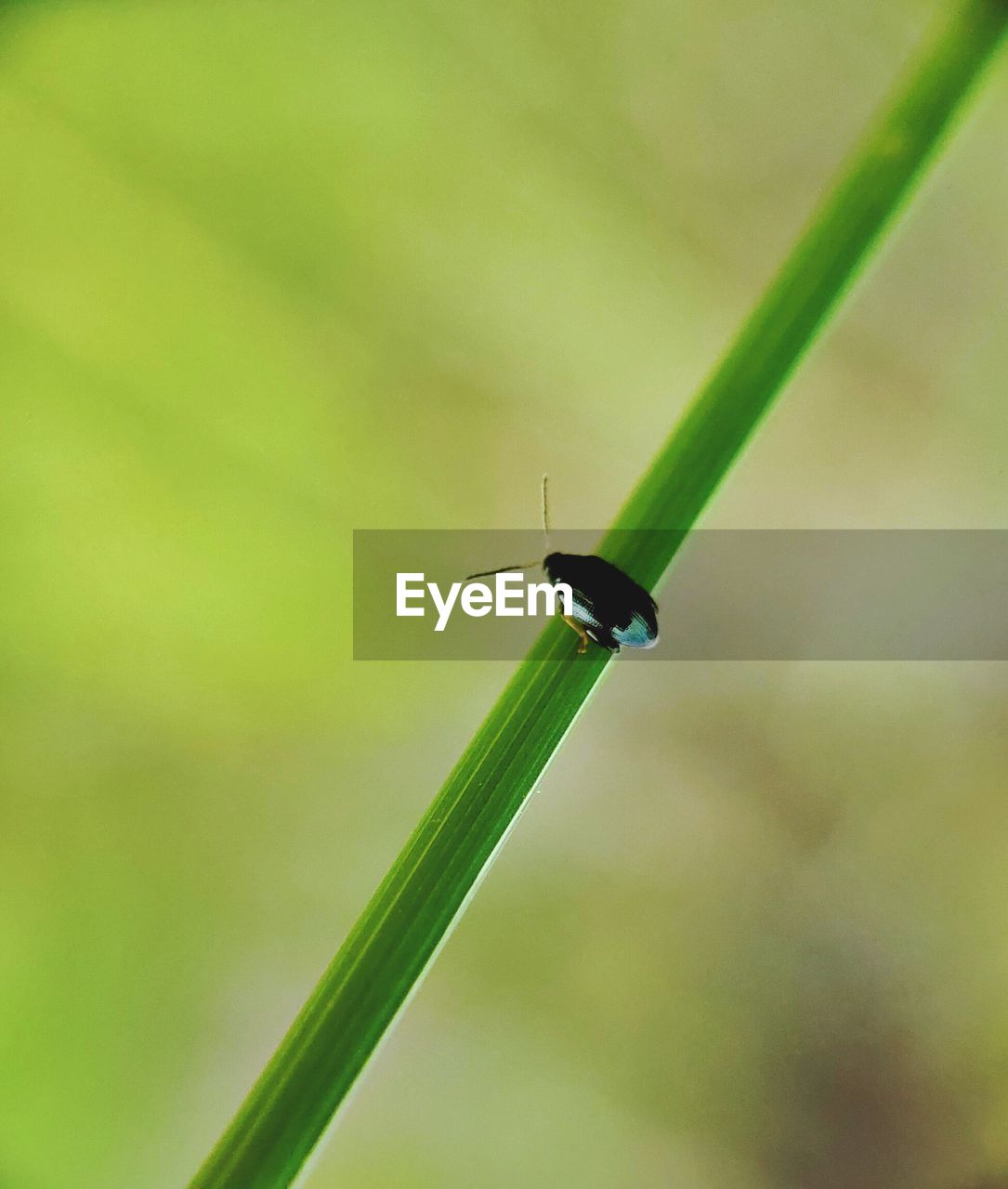 CLOSE-UP OF GRASSHOPPER ON GREEN GRASS