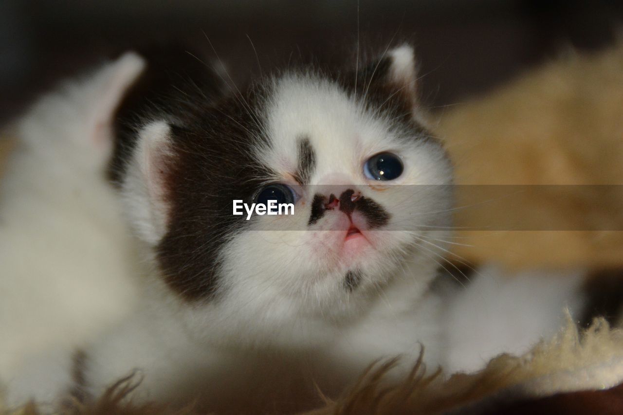 CLOSE-UP PORTRAIT OF CAT WITH EYES