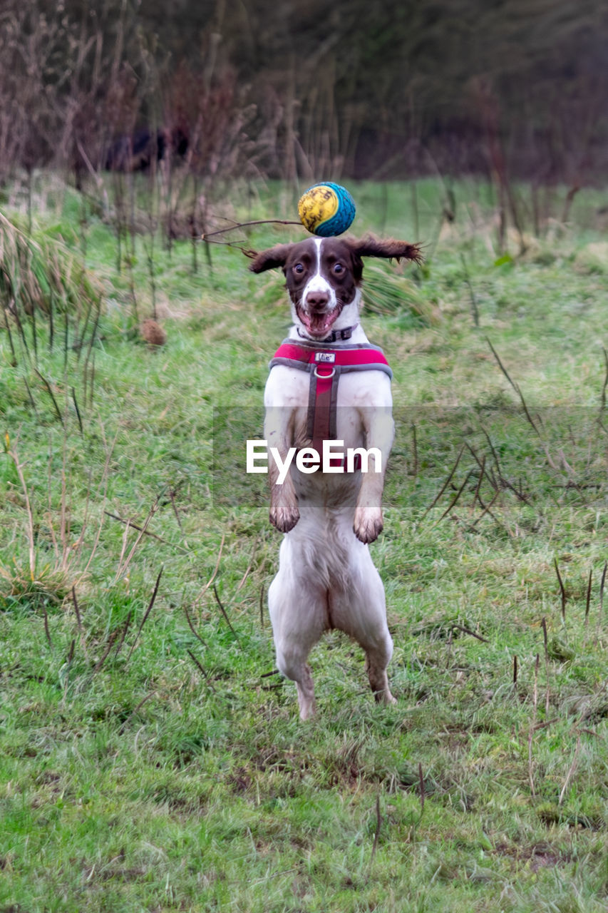 animal themes, mammal, animal, pet, domestic animals, canine, dog, one animal, plant, grass, running, nature, land, day, no people, motion, field, outdoors, portrait, full length, front view