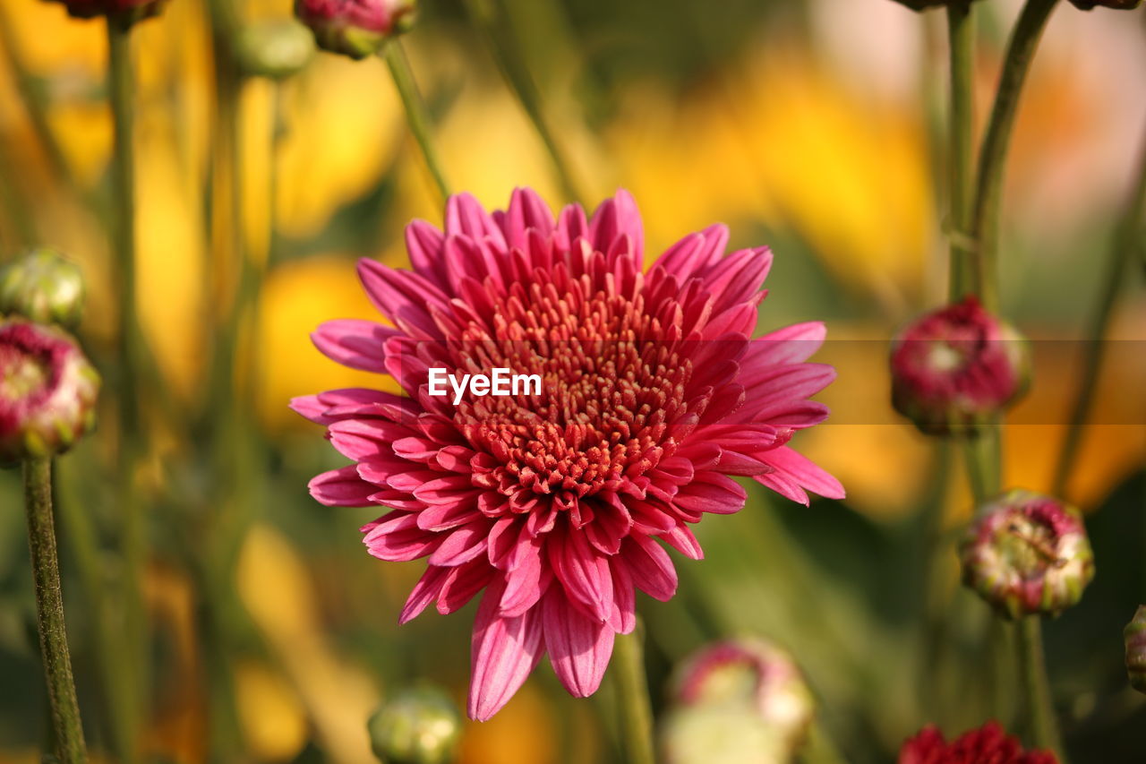 Close-up of chrysanthemum blooming outdoors