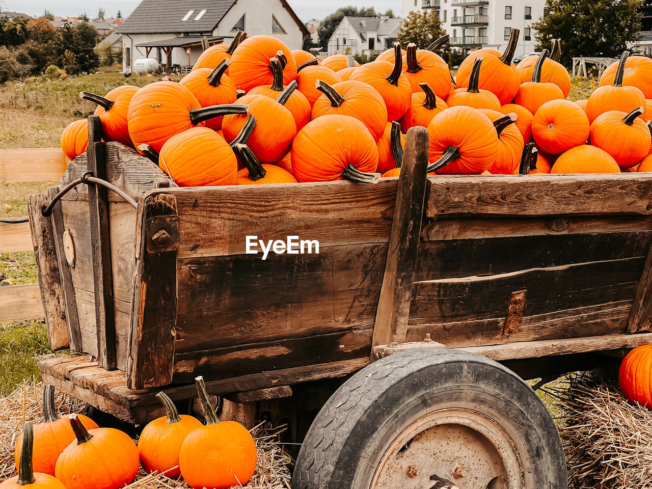 VIEW OF ORANGE PUMPKINS IN CRATE