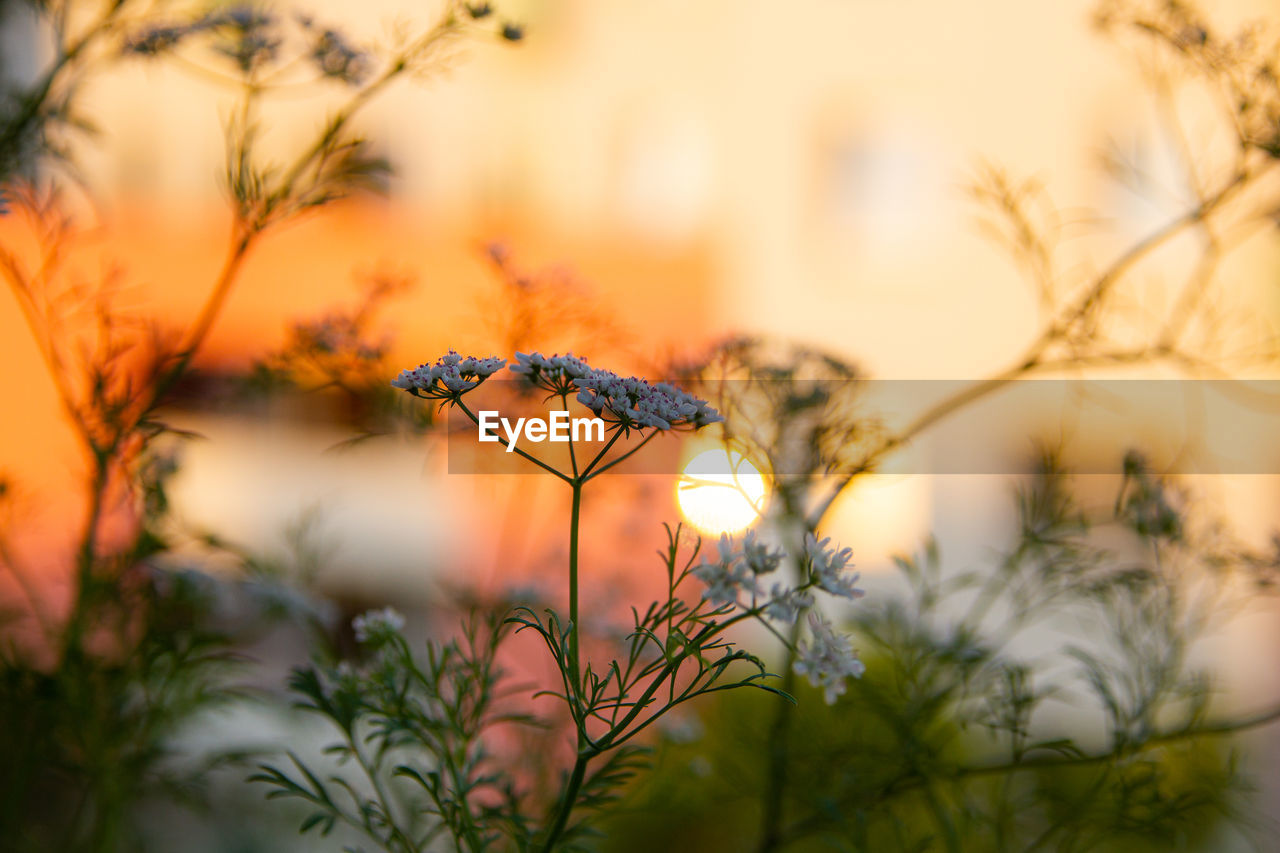 Close-up of plant against blurred background