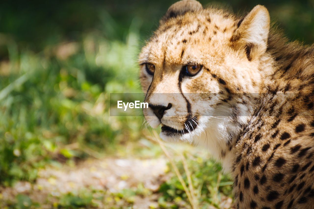 Close-up of cheetah standing on field