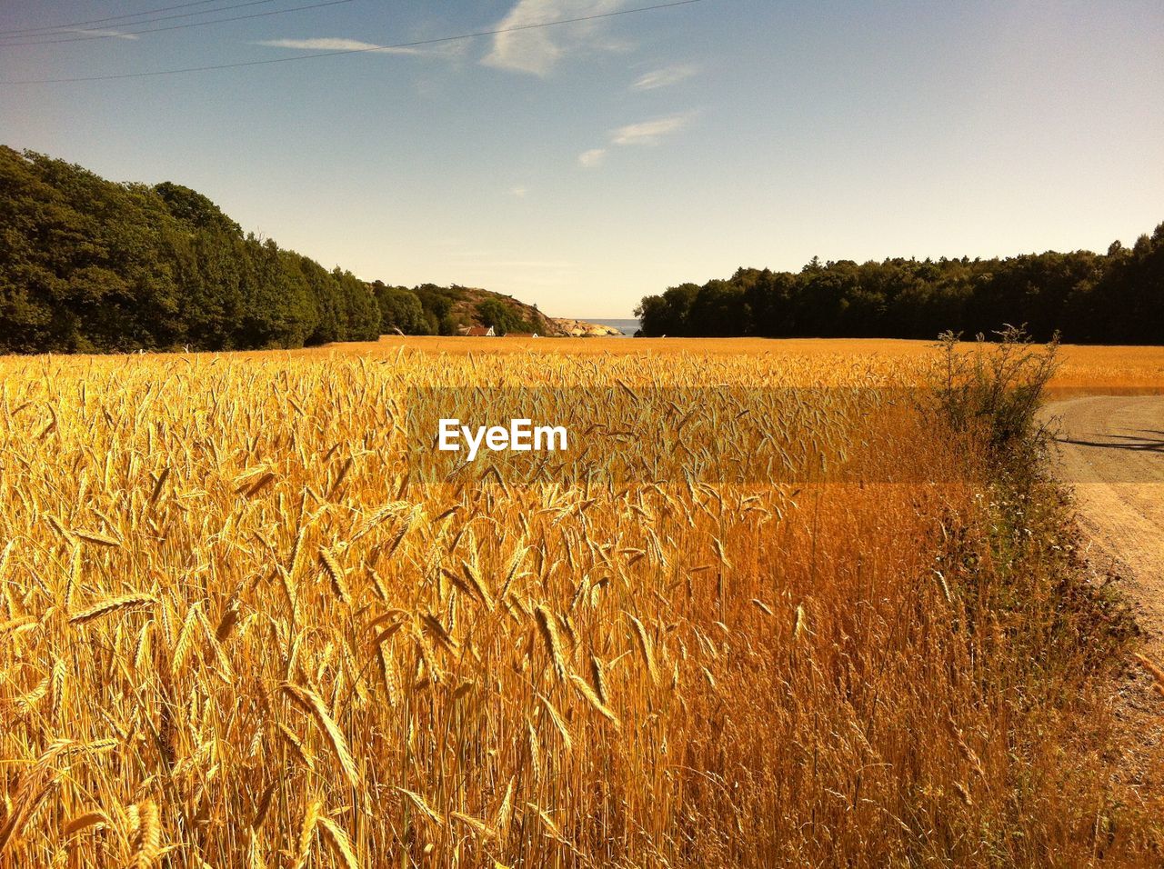 VIEW OF FIELD AGAINST CLEAR SKY