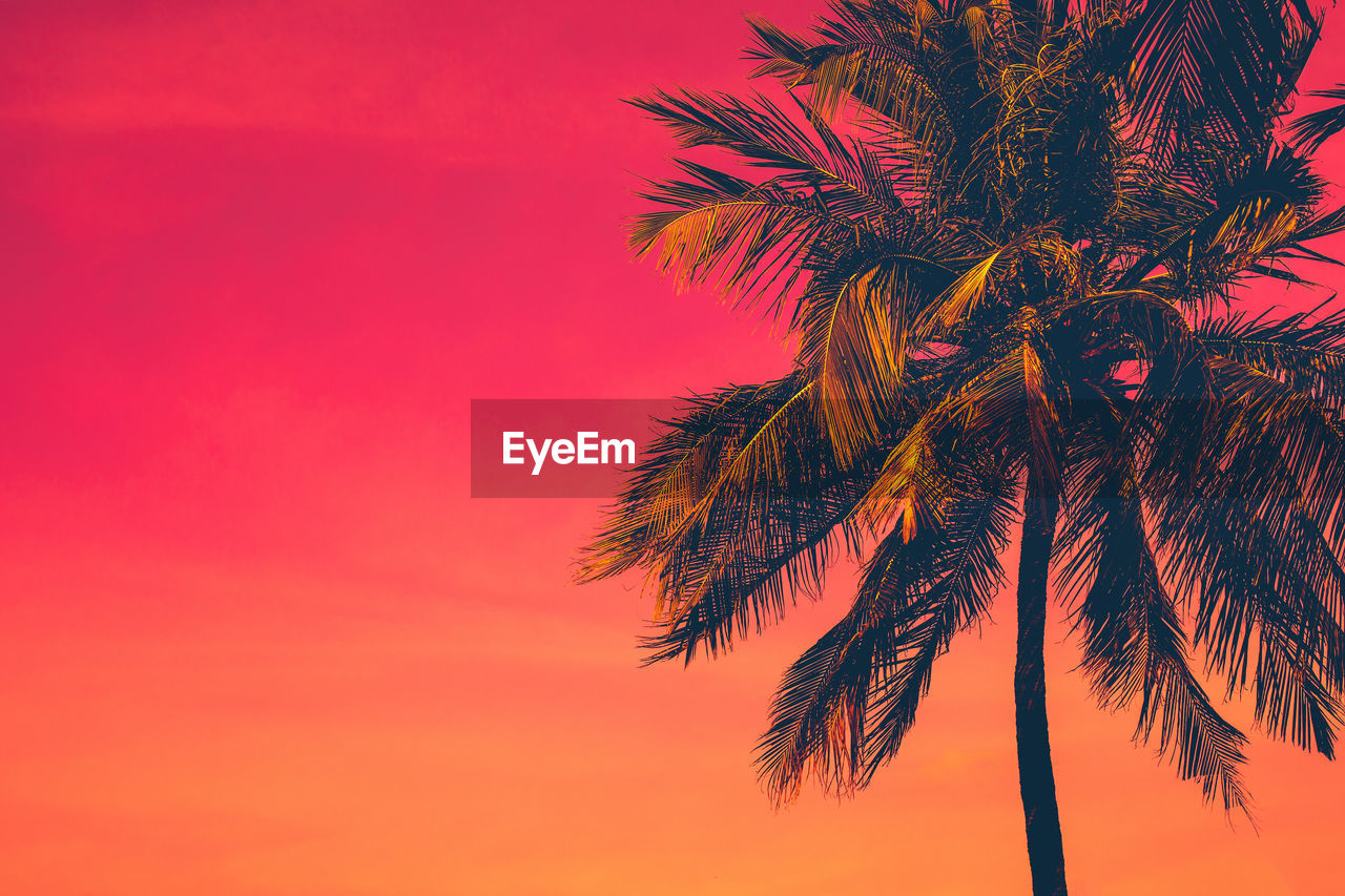 Golden tropical sunset with dark silhouette of coconut palm tree. trendy vintage summer background