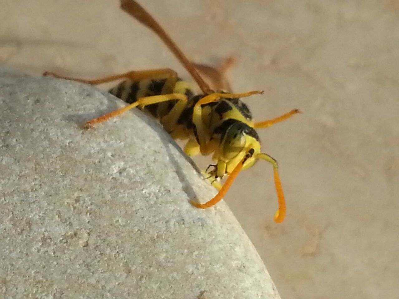 CLOSE-UP OF INSECT ON WALL