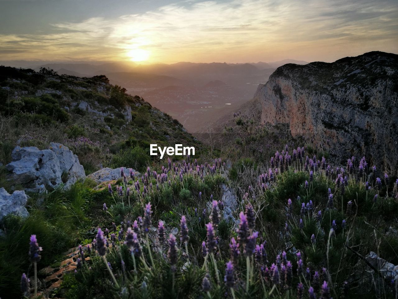 Purple flowers on landscape against sky