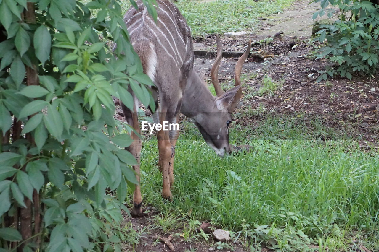 DEER IN THE FIELD