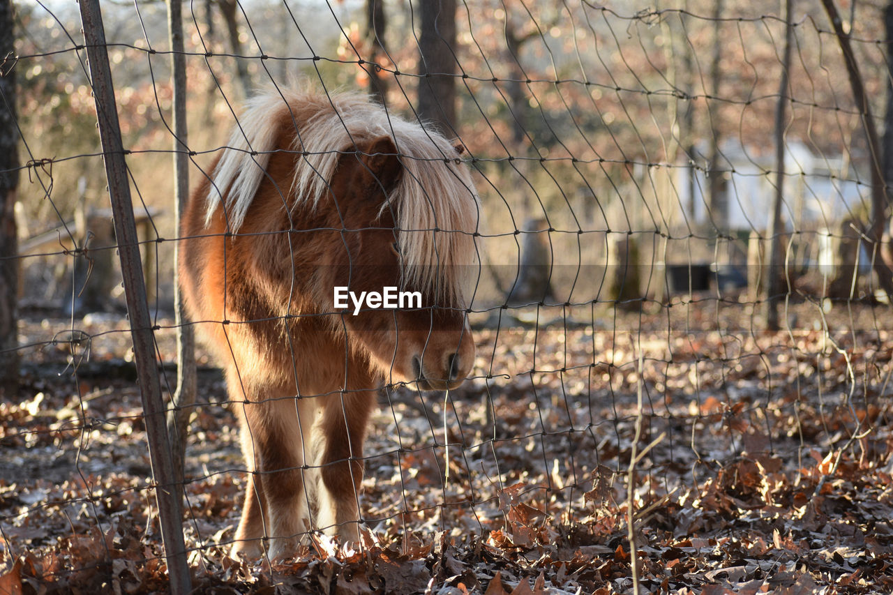 Horse standing in a field