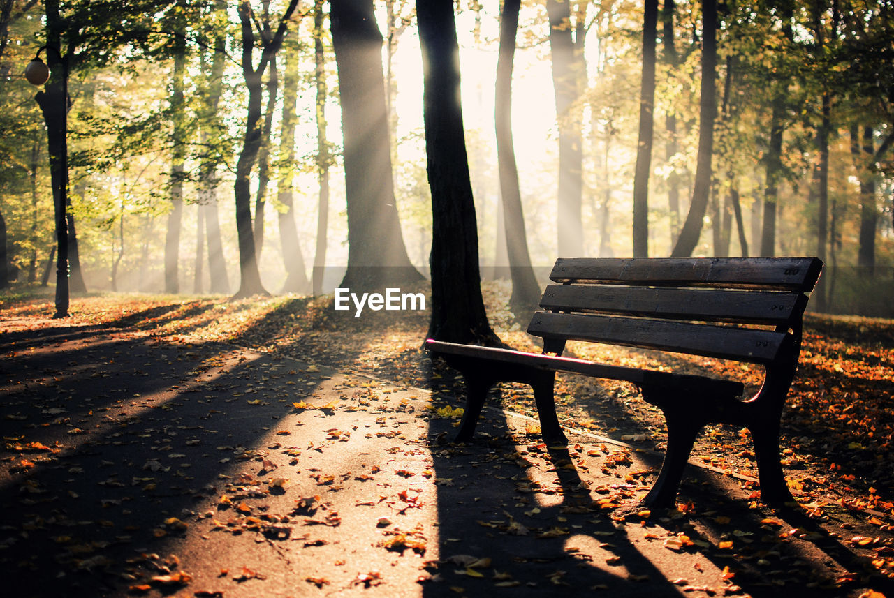 Scenic view of bench on field against trees