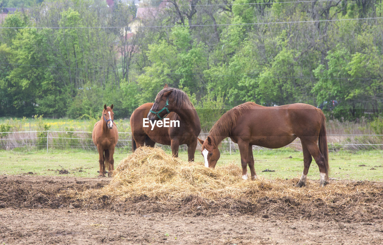 HORSES ON FIELD